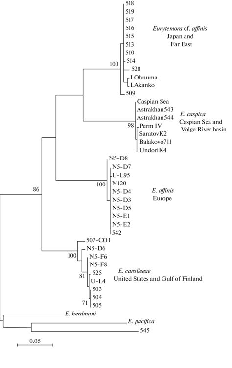 Phylogenetic Tree Constructed By The Maximum Likelihood Method Using