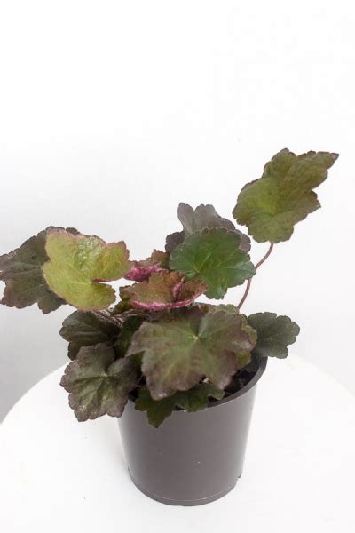 Heuchera From The Naked Collection PINE SG