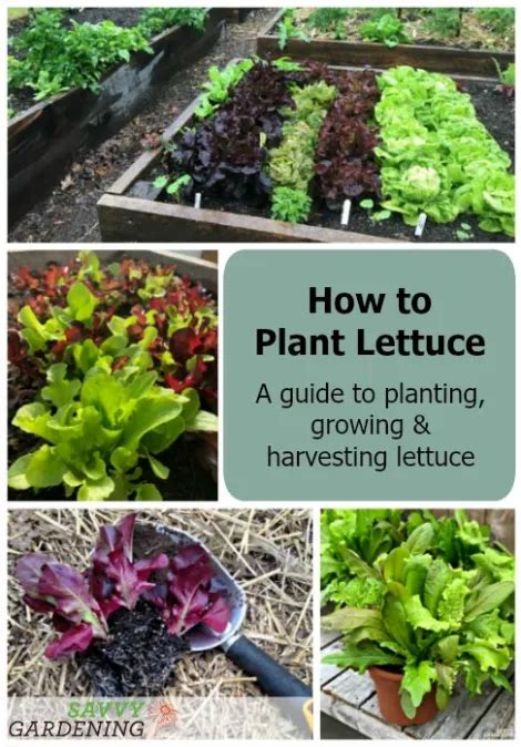 How to plant lettuce a guide to growing harvesting lettuce – Artofit