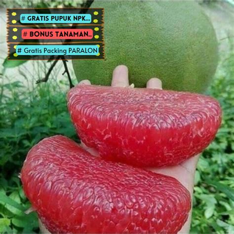 Jual Bibit Super Unggulan Jeruk Bali Red Pamelo Super Cepat Berbuah