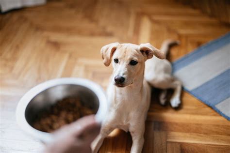 9 Quick Fixes To Clear Your Furry Friend's Stomach Naturally At Home