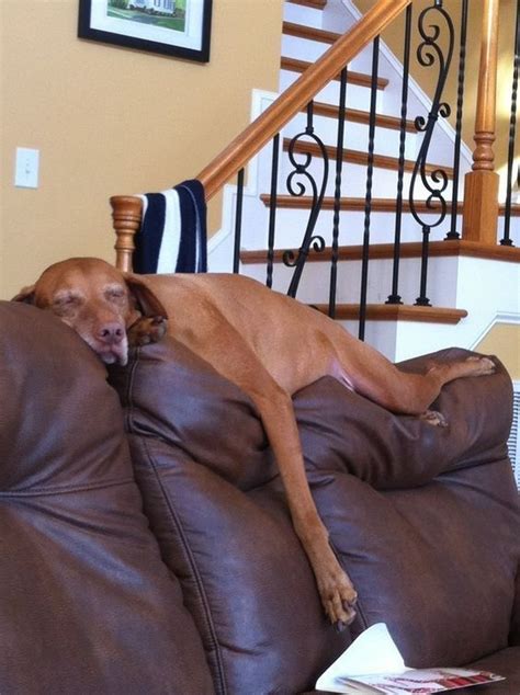 15 Photos of Dogs Sleeping in Funny Positions | Sleeping dogs, Vizsla, Dogs