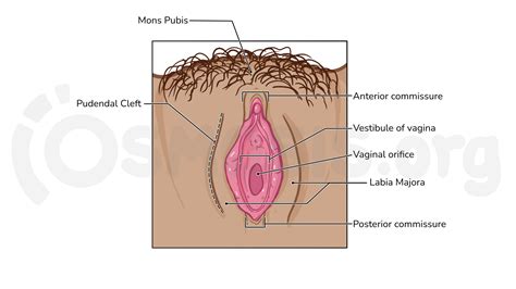 Anatomy Of The Female Urogenital Triangle Osmosis