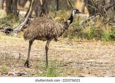 Australian Emu Victoria Australia Stock Photo 2253736521 | Shutterstock