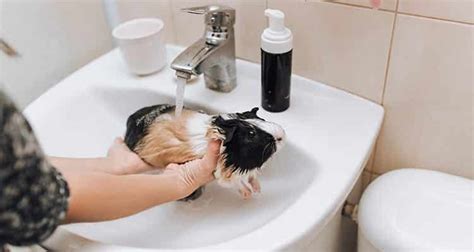 How To Bathe Your Guinea Pig Pocket Pet Central