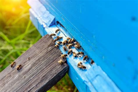 Bienen Aus Der Honigsammlung Honigbienen In Blauem Bienenstock Eingang