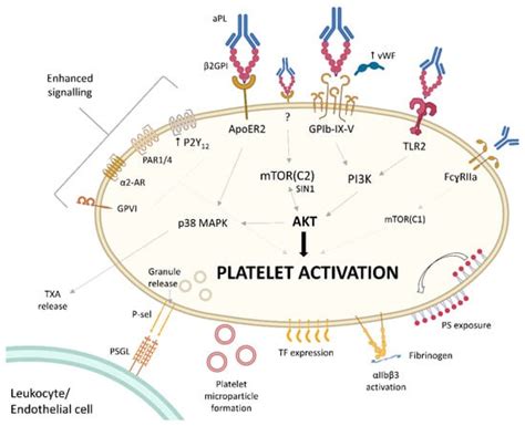 Jcm Special Issue Management Diagnosis And Pathophysiology Of