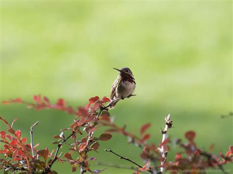 Calliope Hummingbird