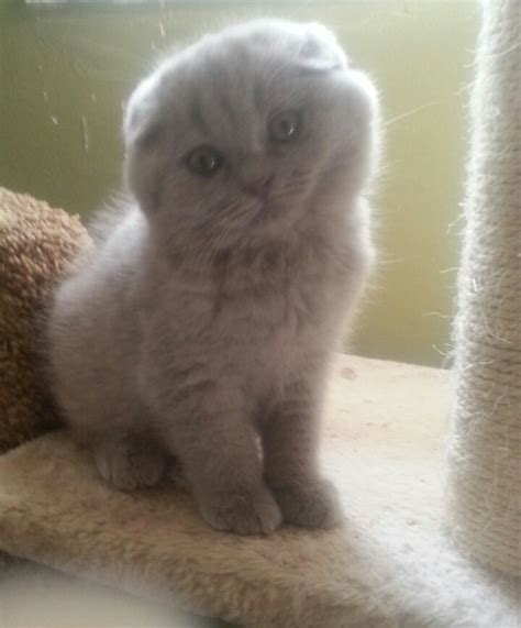 Scottish fold for sale near me adoption, buy kittens in Los Angeles