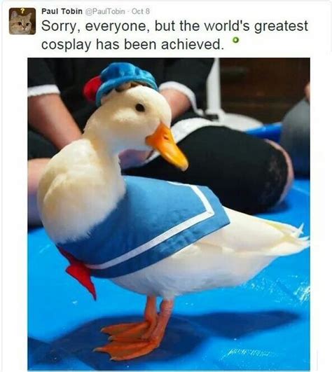 35 Duck Memes That Will Make You Quack All Day Duck Memes Best