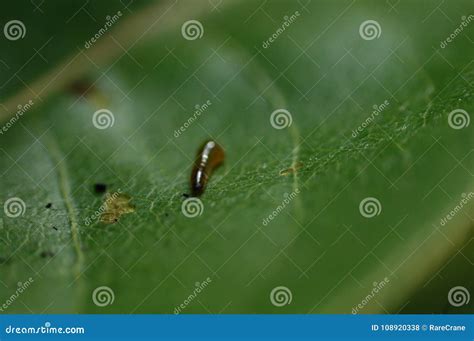 Slug on a leaf stock photo. Image of squishy, leaf, plant - 108920338