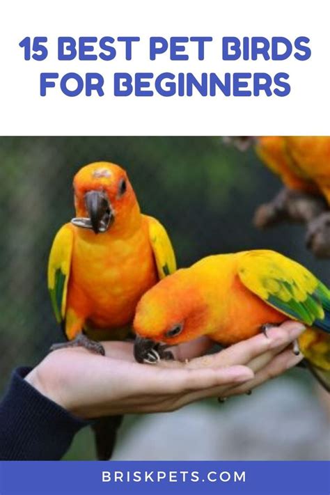 15 Best Pet Birds For Beginners Best Pet Birds Types Of Pet Birds