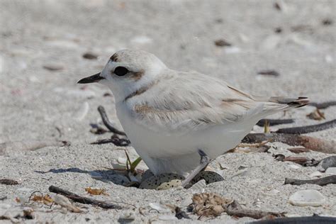 Snowy Plover On Nest With Two Eggs Peter Hawrylyshyn Flickr