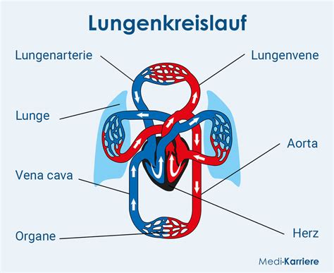 Lungenkreislauf Funktion Und Aufbau Medi Karriere