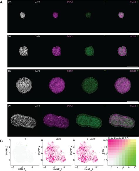 Fig S5 Neuromesodermal Progenitor Nmp Was Not Detected In Neural