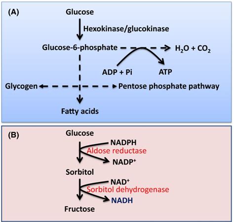 Sorbitol Pathway