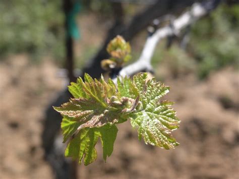 Estate Bud Break Grape Creek Vineyards