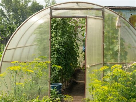 10 Common Greenhouse Issues Solving Greenhouse Plant Problems