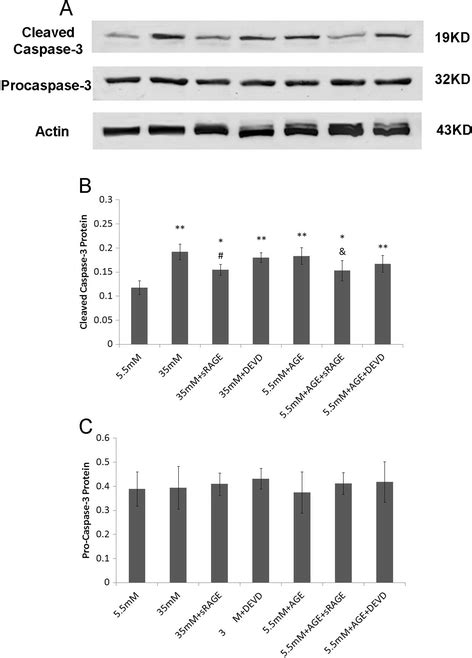 Results Of The Procaspase 3 And Cleaved Caspase 3 Proteins In Each