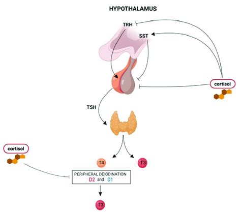 The Influence Of Hypercortisolism On The Hypothalamus Pituitary Thyroid