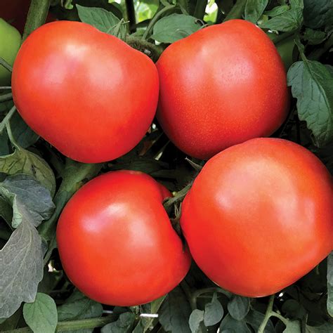 Tomato Rambler Hybrid Hybrid Tomato Seeds Totally Tomatoes