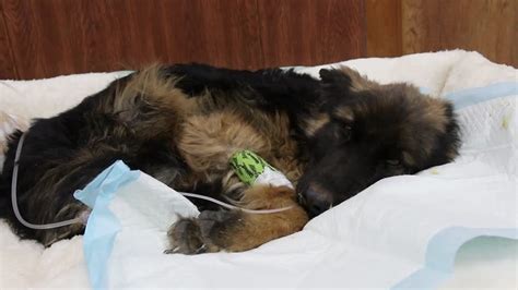 German Shepherd Dumped In Stinky Gutter Another Terminal Illness