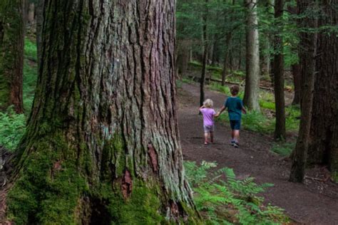 Hiking Through the Majestic Forest Cathedral in Cook Forest State Park ...