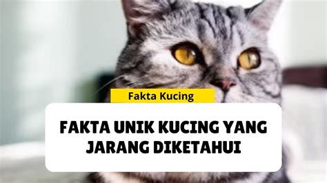 10 Fakta Unik Kucing Yang Jarang Diketahui Youtube