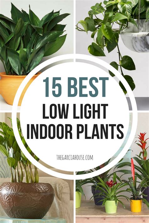 15 Best Low Light Indoor Plants Low Light Indoor Plants Indoor Plants Low Light Low Light Plants