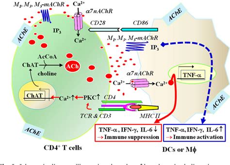 Table 1 From Critical Roles Of Acetylcholine And The Muscarinic And Nicotinic Acetylcholine