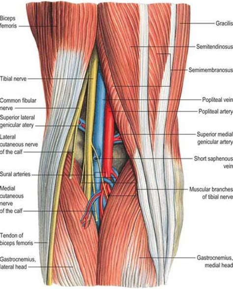 Anatomy Of The Popliteal Fossa Anatomical Charts Posters