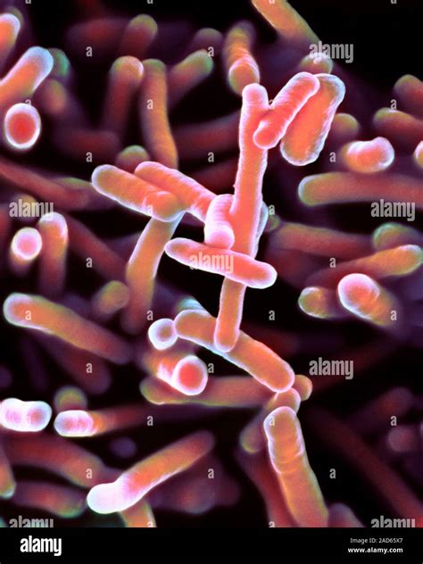 Shigella Dysenteriae Bacteria Coloured Scanning Electron Micrograph