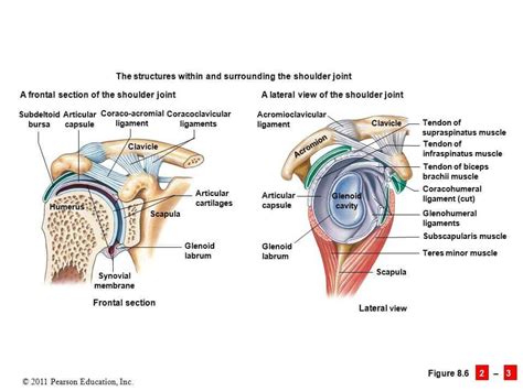 Anatomy Of Selected Synovial Joints Anatomy And Physiology 42 Off