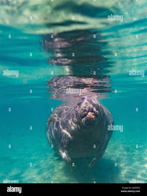 A West Indian Manatee Trichechus Manatus Surfaces For Air Manatees