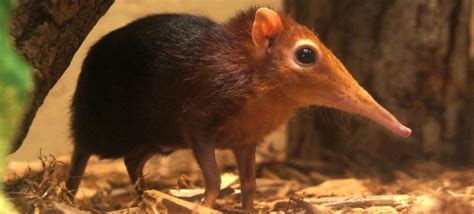 Peoria Zoo Black-and-Rufous Elephant Shrew - Peoria Zoo