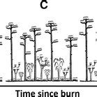 A Generalized Depiction Of Pine Rockland Habitat Succession Post Fire