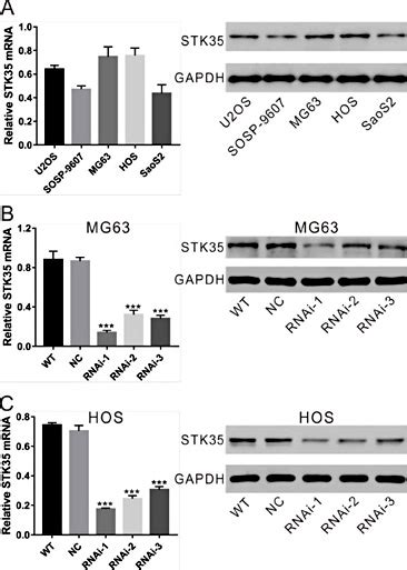 Serinethreonine Kinase 35 A Target Gene Of Stat3 Regulates The