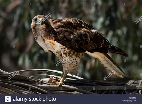 Red Tailed Hawk Nest Hi Res Stock Photography And Images Alamy