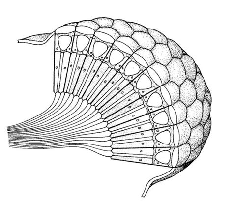 Optical News from OpticalCEUs: Animals of Yore Saw with Compound Eyes