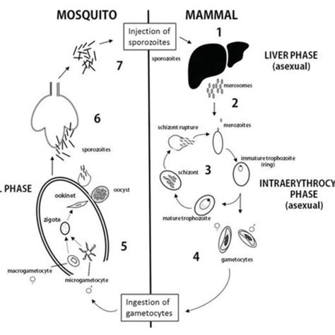 Siklus Hidup Nyamuk Fase Dbd Malaria Amp Cara Membasmi Fumida Riset