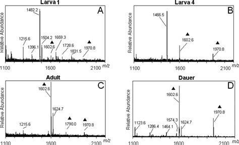 C Elegans Pc Oligosaccharides Maldi Tof Ms Spectra Produced From