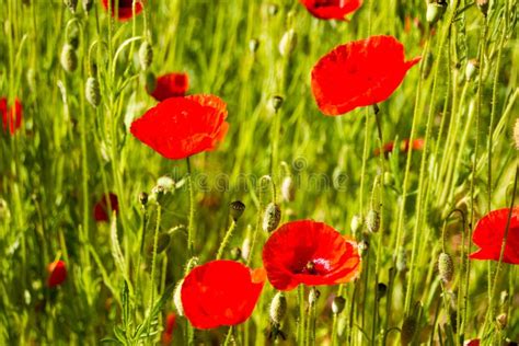 Campo Os Rhoeas Comuns Vermelhos De Poppy Papaver Do Papaveraceae