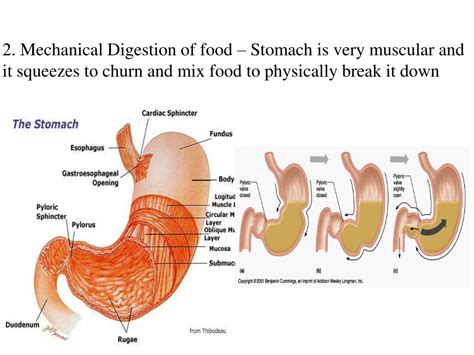 Ppt Digestive System Processes And Physiology Powerpoint Presentation Id 4787829