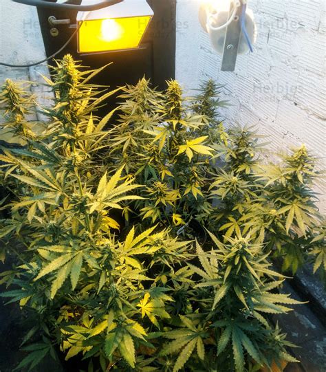 Buy Auto Somango Feminized Seeds By Advanced Seeds Herbies Seeds