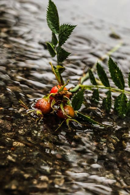 玫瑰果 草本植物 植物 Pixabay上的免费照片 Pixabay