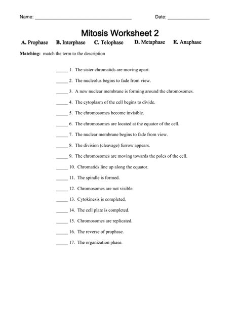 Mitosis Worksheet 2