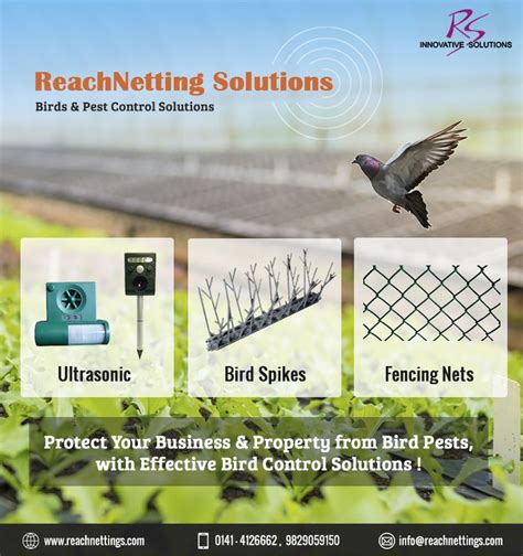 Pin on Bird control solutions