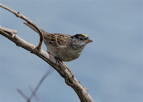 Golden Crowned Sparrow Sacramento Audubon Society