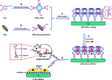 Schematic Of The {pda Ha} Composite Coating Self Assembly And