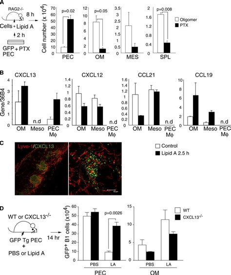 Involvement Of Chemokine And Chemokine Receptors For B1 Cell Egress